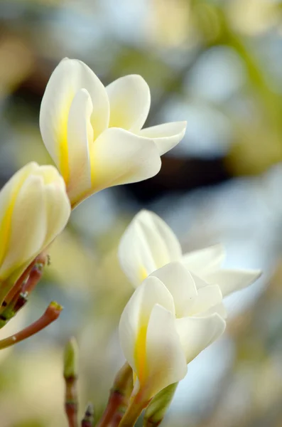 Plumeria spp., branca e amarela (flores de frangipani, Frangipani, Pagode ou árvore do Templo) em fundo natural com bokeh . — Fotografia de Stock