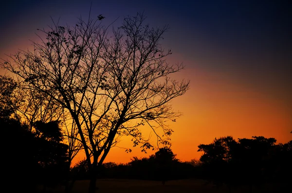 Albero di silhouette in luce crepuscolare . — Foto Stock