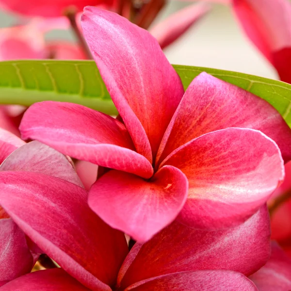 Red Plumeria spp. (kwiaty frangipani, Frangipani, Pagoda drzewo lub drzewa świątyni) na słońcu. — Zdjęcie stockowe