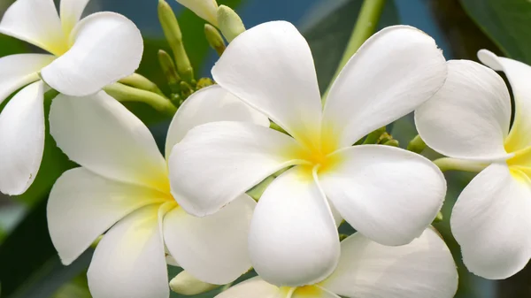 Biały i żółty spp. Plumeria (kwiaty frangipani, Frangipani, Pagoda drzewo lub drzewa świątyni) na naturalne deseń — Zdjęcie stockowe