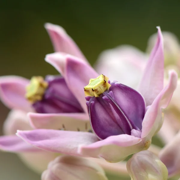 Erba rara di latte viola, fiore della corona o latte indiano gigante (Calotropis gigantea) su sfondo verde naturale . — Foto Stock