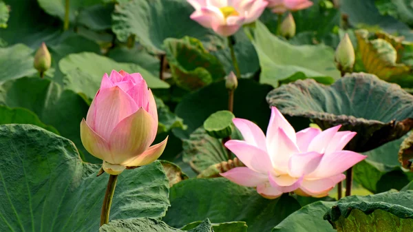 Pink Lotus, Nelumbo nuclfera Gaertn. — Stock Photo, Image