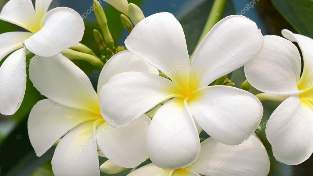 White and yellow Plumeria spp. (frangipani flowers, Frangipani, Pagoda tree or Temple tree) on natural backgroun