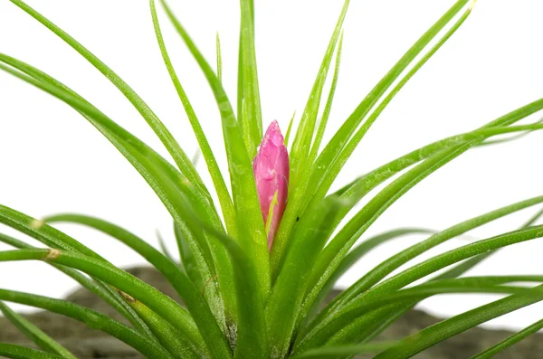 Tillandsia-fehér háttér. — Stock Fotó