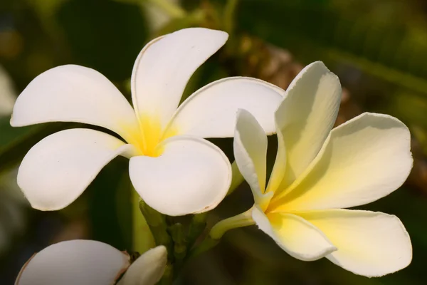 白色和黄色鸡蛋花属牧草 (鸡蛋花，赤素馨花、 槐花树或庙树) 在自然背景 — 图库照片