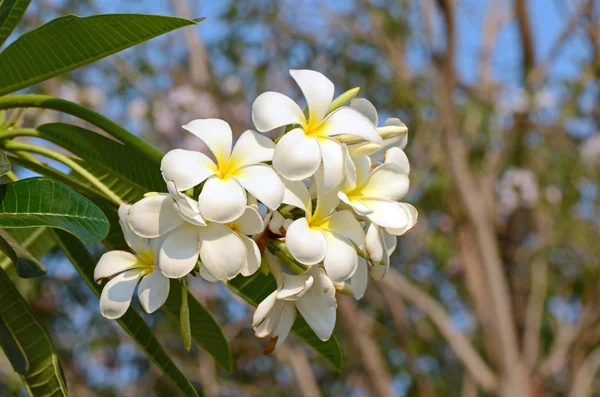 Biały i żółty spp. Plumeria (kwiaty frangipani, Frangipani, Pagoda drzewo lub drzewa świątyni) na naturalne deseń — Zdjęcie stockowe