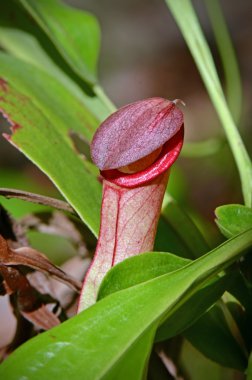 Nepenthes tropikal sürahi bitkiler.