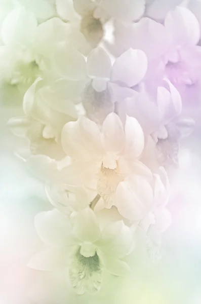 Orchids in pastel tone. — Stock Photo, Image