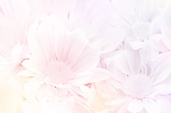 Closed-up of Spray Type of Chrysanthemum (Dendranthemum grandifflora) with Soft Focus Color Filtered as Background.