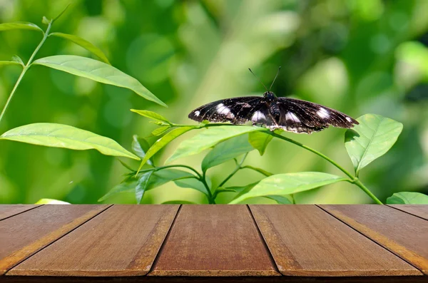 Fondo de mantequilla y jardín tropical con mesa de madera . — Foto de Stock