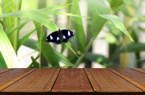 Fondo de mariposa y jardín tropical con mesa de madera . — Foto de Stock