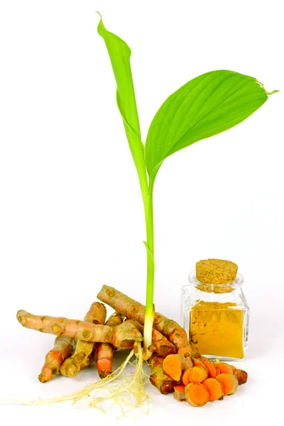 Kurkuma (Curcuma longa l.) Wurzel und Kurkuma Pulver. — Stockfoto