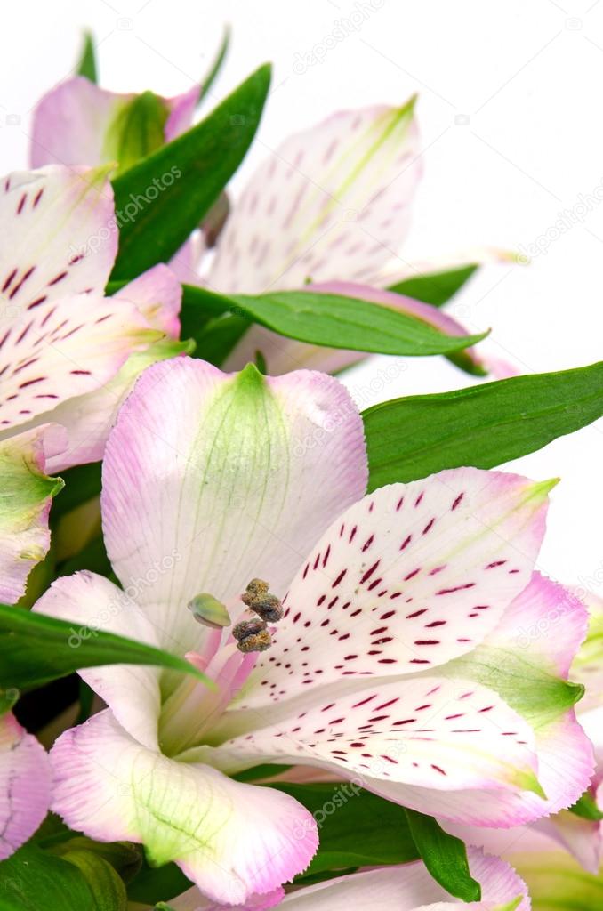 Pink Peruvian Lily Isolated on White Background.