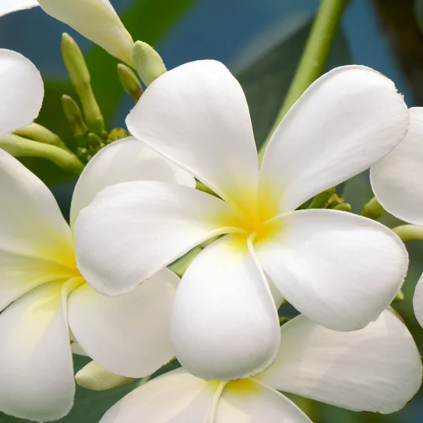 White and yellow Plumeria spp. — Stock Photo, Image