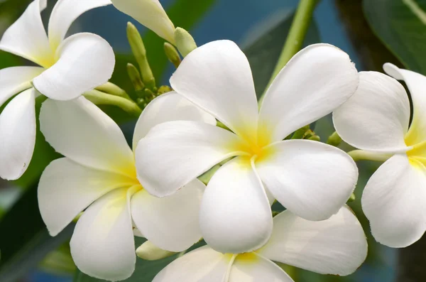 White and yellow Plumeria spp. — Stock Photo, Image