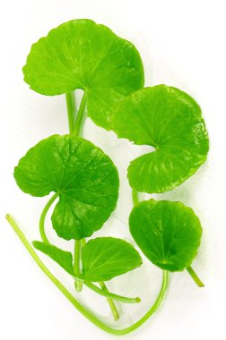 Hint pennywort (Centella asiatica (L.) kentsel.) beyin tonik bitkisel bitki.