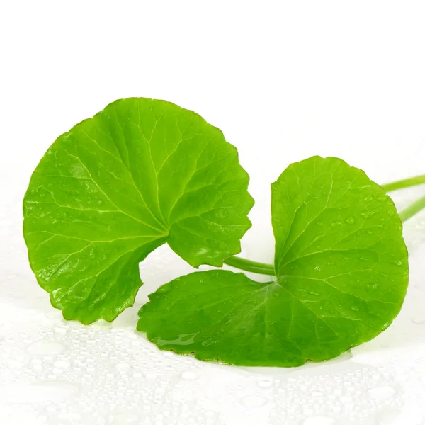 Pennywort indio (Centella asiatica (L.) Urban.) planta de hierbas tónica cerebral . — Foto de Stock