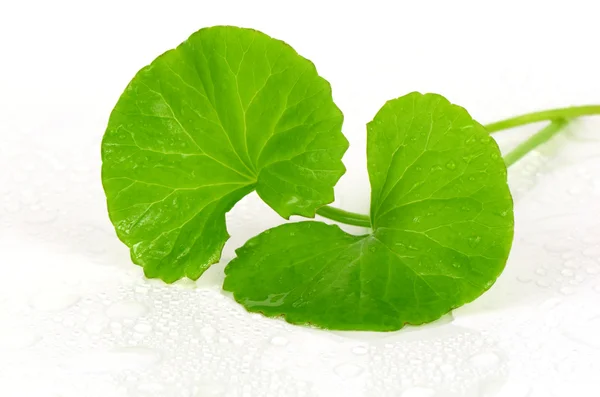 Hint pennywort (Centella asiatica (L.) kentsel.) beyin tonik bitkisel bitki.