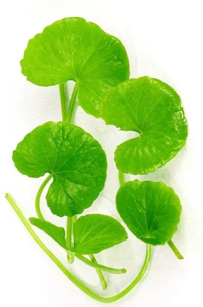 Pennywort indio (Centella asiatica (L.) Urban.) planta de hierbas tónica cerebral . — Foto de Stock