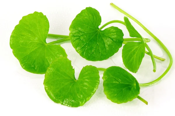 Indian pennywort (Centella asiatica (L.) Urban.) травяные растения головного мозга . — стоковое фото