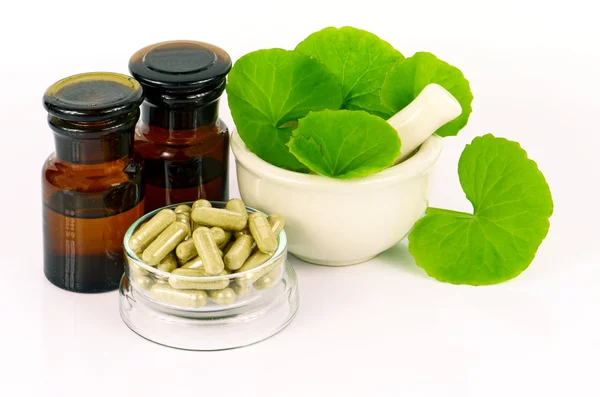 Indian pennywort (Centella asiatica (L.) Urban.) brain tonic herbal plant. — Stock Photo, Image