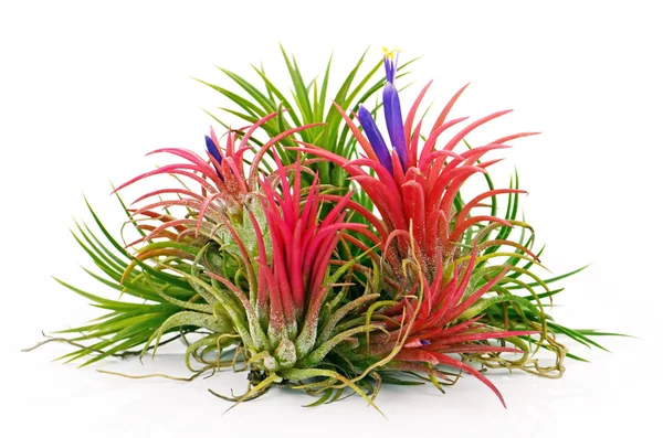 Tillandsia-fehér háttér. — Stock Fotó