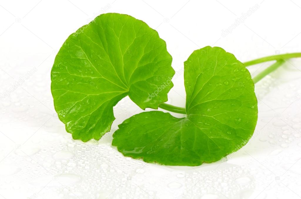 Indian pennywort (Centella asiatica (L.) Urban.) brain tonic herbal plant.