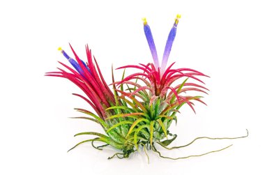 Beyaz arka planda tillandsia.