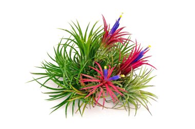 Beyaz arka planda tillandsia.