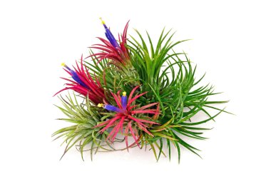 Beyaz arka planda tillandsia.
