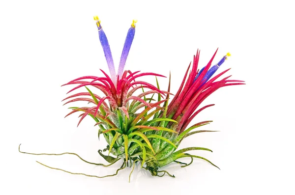 Tillandsia sobre fondo blanco . —  Fotos de Stock