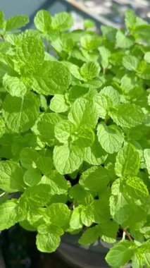 Naneli ya da naneli şeker..