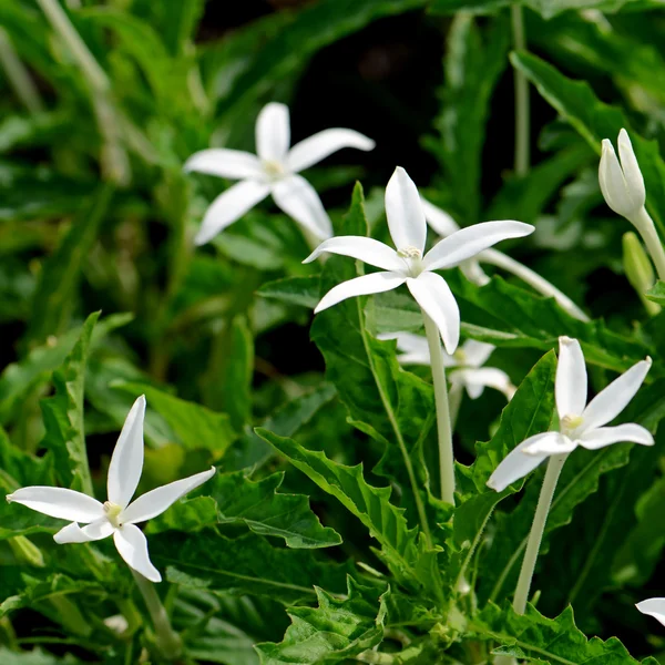 Stella di Betlemme, Hippobroma longiflora (L.) G.Don. Thai medicina tradizionale a base di erbe . — Foto Stock