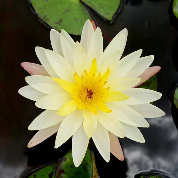 Day Blooming Tropical Waterlily Blossom in the Morning Light — Stock Photo, Image