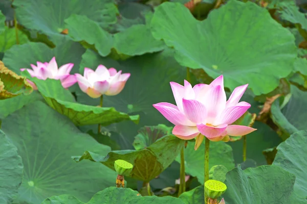 Pink Lotus (Nelumbo nucifera Gaertn.) — Stock Photo, Image