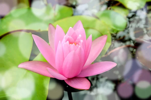 Pink Hardy water-lily (Nymphaea sp. and hybrid) blossom. — Stock Photo, Image