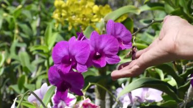 Video klipte çiftçilerin hastalıklar ve haşereler için orkide çiçek kümelerini incelediği görülüyor. Tropik Bahçede Güzel Mor ve Pembe Dendrobium Orkideleri.