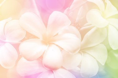 Plumeria spp kapalı-up.