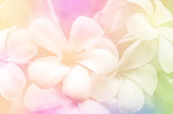 Closed-up of Plumeria spp. — Stock Photo, Image