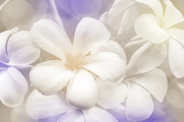 Closed-up of Plumeria spp. — Stock Photo, Image