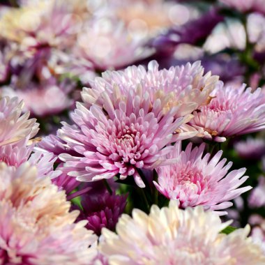 Pembe krizantem (Dendranthemum grandifflora) kapalı-up.