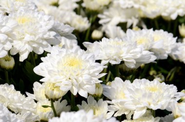 Kapalı-up beyaz kasımpatı (Dendranthemum grandifflora).