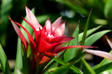 Urn bitki veya Bromeliad.