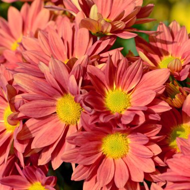 Kapalı turuncu krizantem n-yukarı.