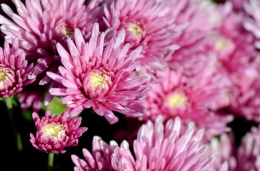 Pembe krizantem (Dendranthemum grandifflora) kapalı-up.