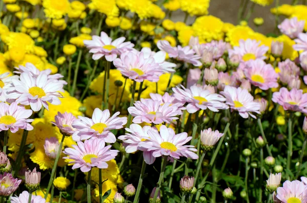 Gelbe und rosa Chrysanthemenblüten im Garten. — Stockfoto