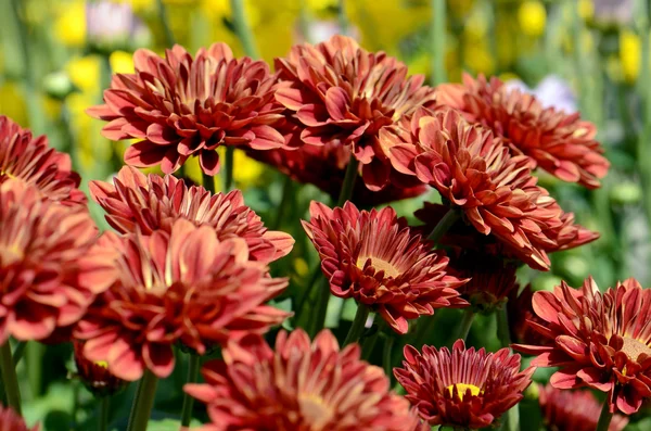 Crisântemo de laranja (Dendranthemum grandifflora) em fechado . — Fotografia de Stock