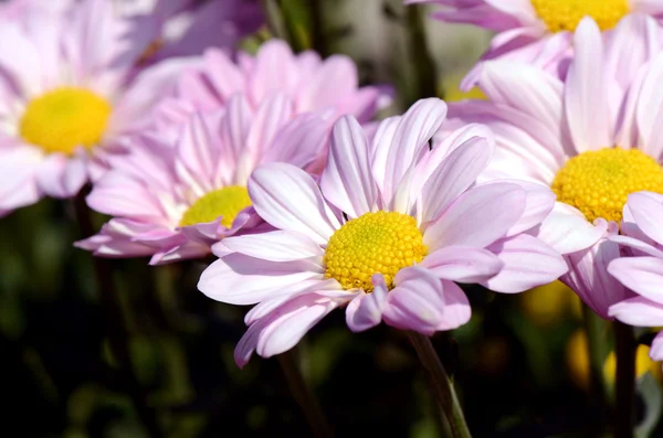 Rosa Chrysantheme in Großaufnahme. — Stockfoto