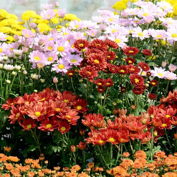 Chrysanthemum Flowers in the Garden. — Stock Photo, Image