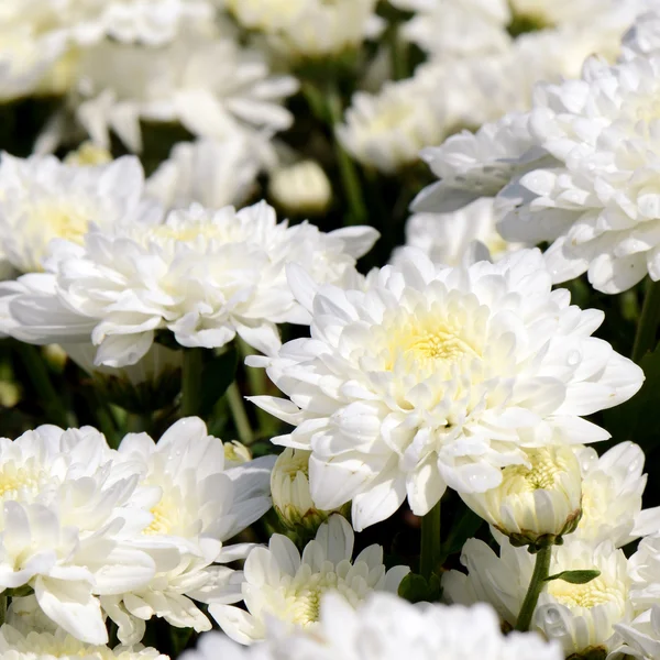 Crisântemo branco (Dendranthemum grandifflora) em close-up . — Fotografia de Stock